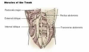 Illu_trunk_muscles